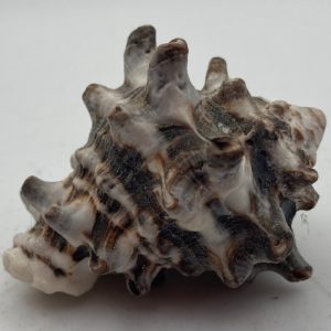 conchiglia collezione