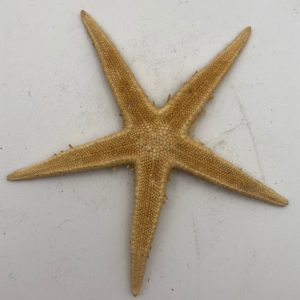 asterias vulgaris