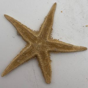 asterias vulgaris