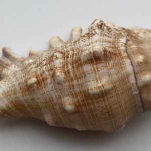 conchiglia collezione