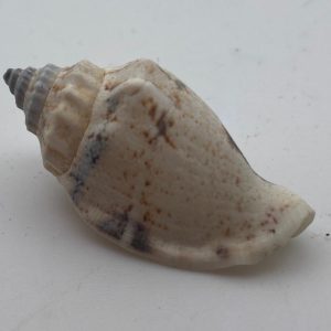 conchiglia collezione