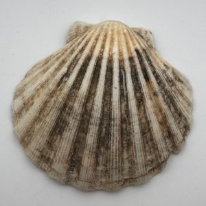 conchiglia collezione