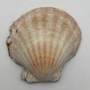 conchiglia collezione