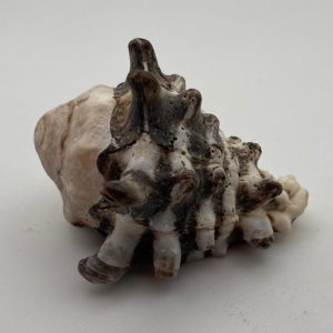 conchiglia collezione