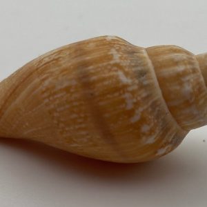 conchiglia collezione