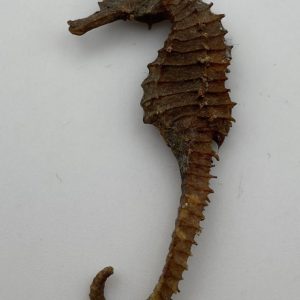 ippocampo cavalluccio marino