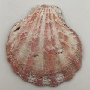 conchiglia collezione