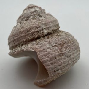 conchiglia collezione