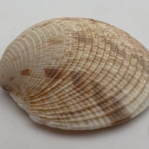 conchiglia collezione