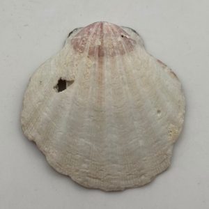 cerastoderma glaucum