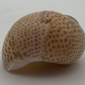 naticarius millepunctatus