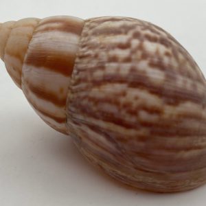 achatina achatina