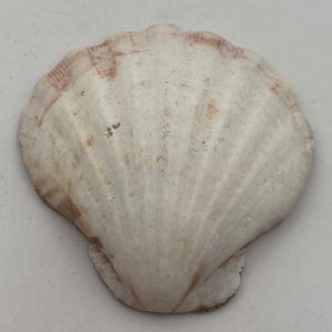 conchiglia collezione