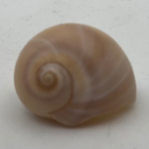 conchiglia collezione