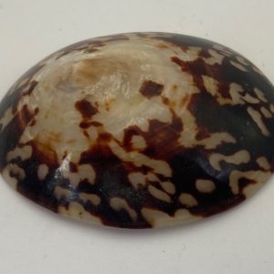 conchiglia collezione