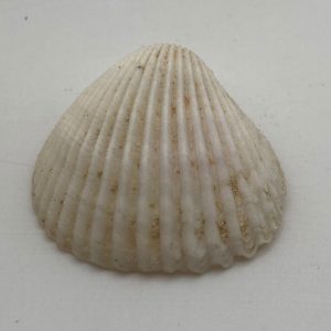 cerastoderma glaucum