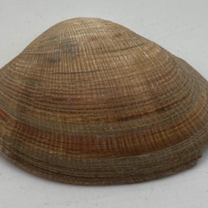 conchiglia collezione