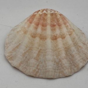 conchiglia collezione