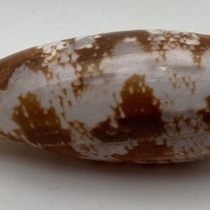 conchiglia conus