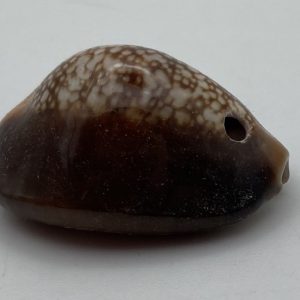 propustularia surinamensis