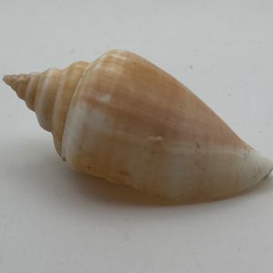 conchiglia asprella
