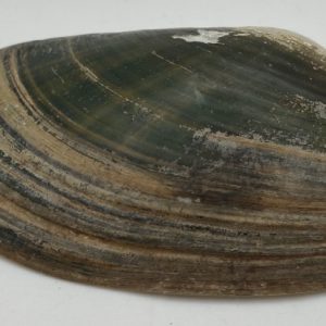 conchiglia collezione