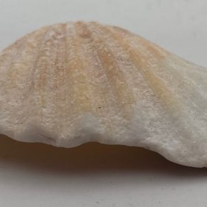 cerastoderma glaucum