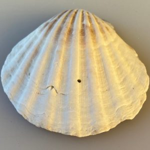 cerastoderma glaucum