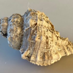 conchiglia ranella olearia