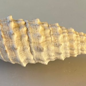 conchiglia collezione