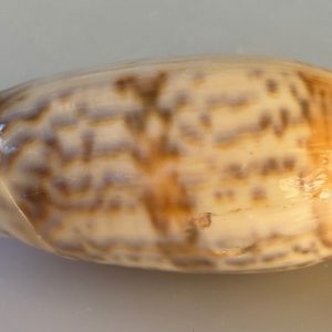 conchiglia collezione