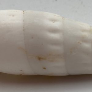 conchiglia collezione