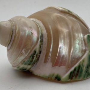 pearl banded jade turbo