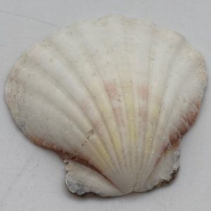 conchiglia glaucum
