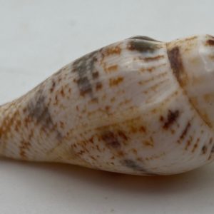 conchiglia collezione