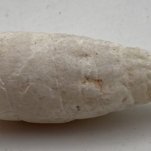 conchiglia eulimidae