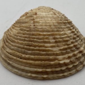 conchiglia spinifera