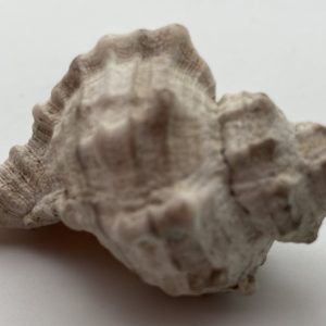 conchiglia cancellaria