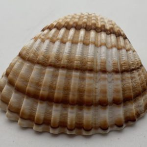 cerastoderma glaucum