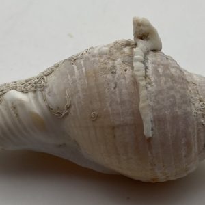cassidaria echinofora