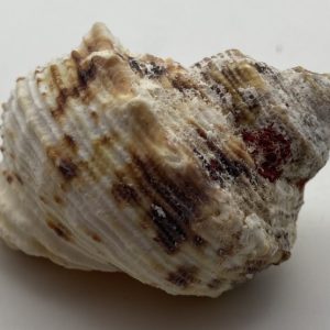 littorina ziczac