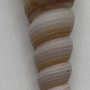conchiglia turritellinae