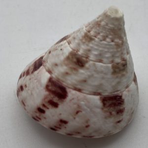 conchiglia trochus