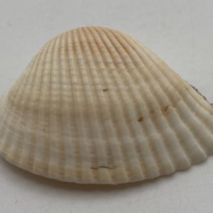 cerastoderma glaucum