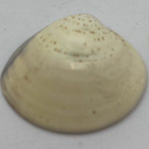conchiglia musculium