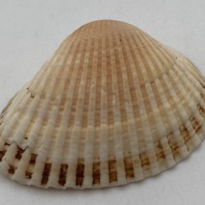 conchiglia glaucum