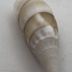 conchiglia collezione