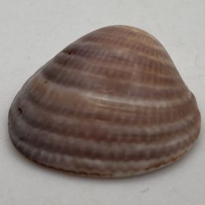 macona balthica