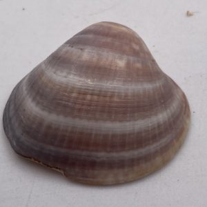 macoma balthica