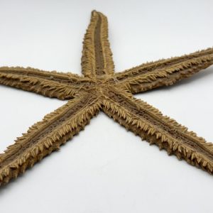 stella marina grande